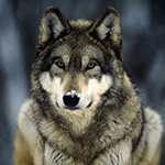 grey-wolf_565_600x450